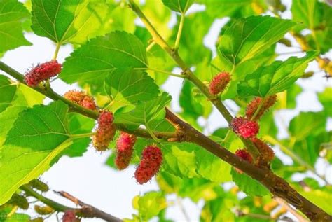 家裡不能種桑樹|家裡種植桑葚樹可以嗎 忌種在住宅前